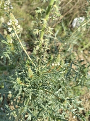 Reseda alba