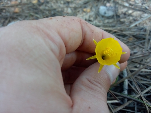 Image of Narcissus obesus by (c) Duarte Frade, some rights reserved (CC BY)