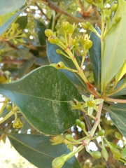 Machilus