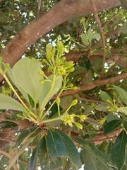 Machilus