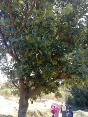 Machilus