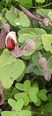 Aristolochia baetica
