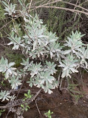 Salvia apiana