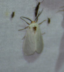 Pygarctia flavidorsalis