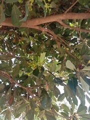 Machilus