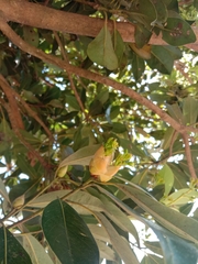 Machilus