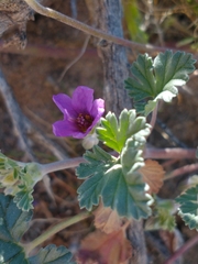 Erodium texanum