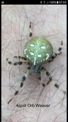 Araneus quadratus