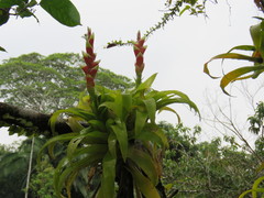 Tillandsia heliconioides