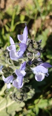 Salvia verbenaca