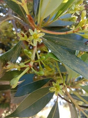 Machilus