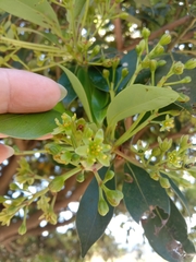 Machilus