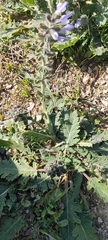 Salvia verbenaca