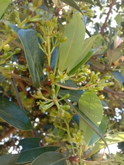 Machilus