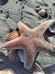 Astropecten aranciacus