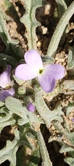 Matthiola parviflora