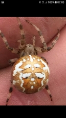 Araneus quadratus