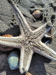 Astropecten aranciacus