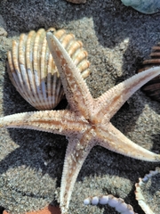 Astropecten aranciacus