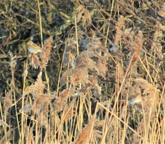 Emberiza schoeniclus