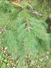 Picea obovata