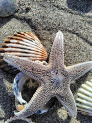 Astropecten aranciacus