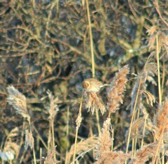 Emberiza schoeniclus