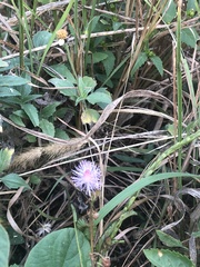 Mimosa pudica