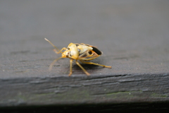 Supputius cincticeps