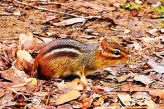 Tamias striatus