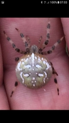Araneus quadratus