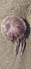 Pelagia noctiluca