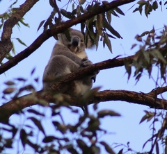 Phascolarctos cinereus