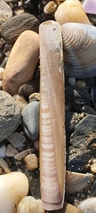 Ensis minor