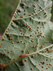 Puccinia malvacearum