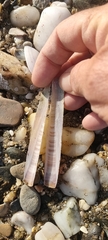 Ensis minor