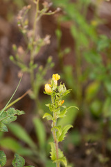 Alectra sessiliflora
