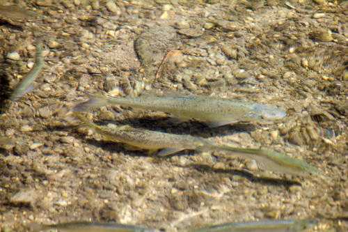 Iberian Barbel