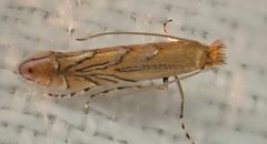 Phyllonorycter messaniella