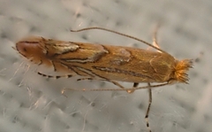Phyllonorycter messaniella