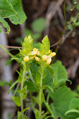 Alectra sessiliflora