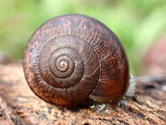 Helminthoglypta phlyctaena