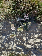 Lepidium lasiocarpum