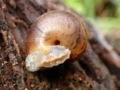 Helminthoglypta phlyctaena