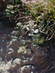 Lepidium lasiocarpum