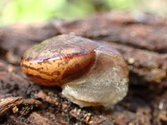 Helminthoglypta phlyctaena