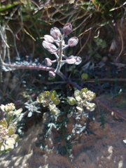 Lepidium lasiocarpum