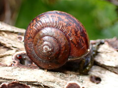 Helminthoglypta phlyctaena