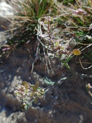 Lepidium lasiocarpum