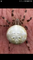 Araneus quadratus